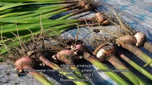 В какие сроки проводить выкапывание нарциссов