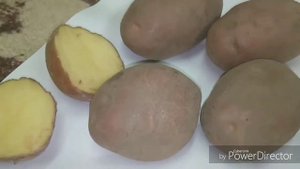 Секреты хорошего урожая картофеля в дождливое лето/Успех в выращивании!!!