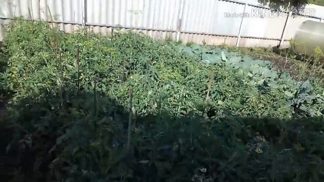 Утро начинается ....Как увеличить урожай смородины . Кухня на пасеке . смотреть онлайн