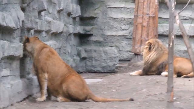 Львы Сэм и Нейтири 20.05.2022 смотреть онлайн