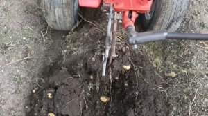 Мотоблок Агат копает картоху урожай 2023 года