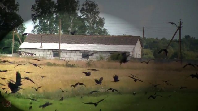 вороны