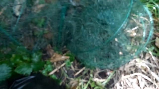 Ловля озерных раков. смотреть онлайн