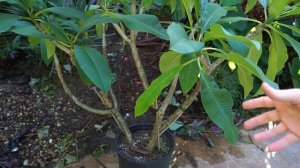 What to do With Plumeria Plants During Winter || Dormant Plumeria