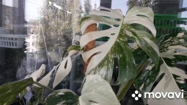 КОМНАТНЫЕ РАСТЕНИЯ(ЦВЕТЫ).МОНСТЕРА- БОРЗИГА АЛЬБА.УХОД.