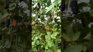 Ежевика  сорт Карака Блэк третий год плодоношения
