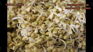 ★Полезные свойства пророщенной гречки. Рецепт гречихи с сохранением витаминов и полноценных белков