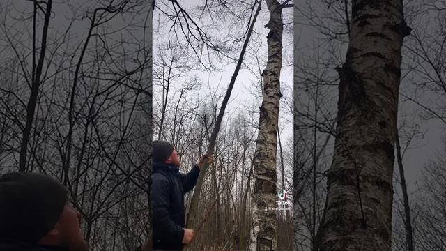 Чага от всех болезней! Гриб чага.