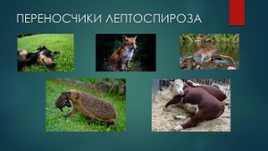 Профилактика лептоспироза