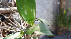 VEJA O RESULTADO DAS PHALAENOPSIS que estavam com fungos..Muitos KEIKES(mudas)Reenviando vídeo