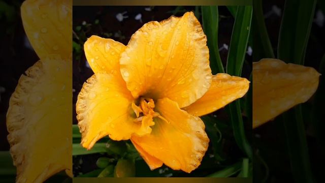 Собрала маленькую коллекцию старинных лилейников🌺 Лилейники в моём саду. смотреть онлайн