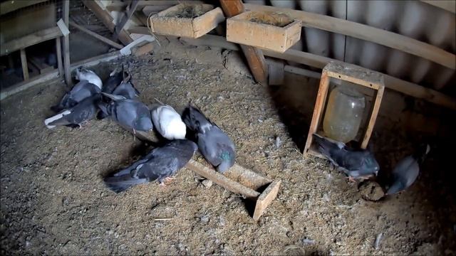УКРОП С ЧЕСНОКОМ В КОРМ ГОЛУБЯМ // МЕШАНКА ИЗ ПШЕНИЧНЫХ ОТРУБЕЙ // ВИТАМИНЫ, СЕНО, ЛЕПЁХА, PIGEONS.