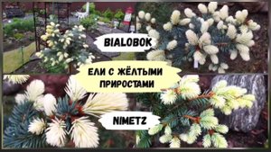 Ели с жёлтыми приростами Bialobok и Nimetz ( июнь 2022 г.)