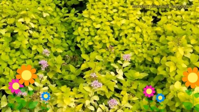 Спирея японская Голден Карпет. Краткий обзор, описание характеристик spiraea japonica Golden Carpet