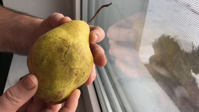 Груша Далисан - французский шедевр. Сладкая с сильным ароматом и длительным периодом хранения. смотреть онлайн