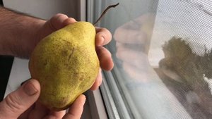 Груша Далисан - французский шедевр. Сладкая с сильным ароматом и длительным периодом хранения.