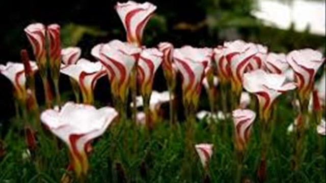 Как дикая маслина ты привита смотреть онлайн