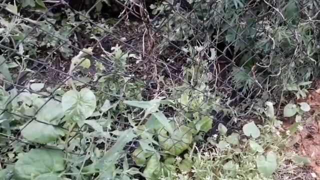 Растение паразит.  От прекрасного к неугодным