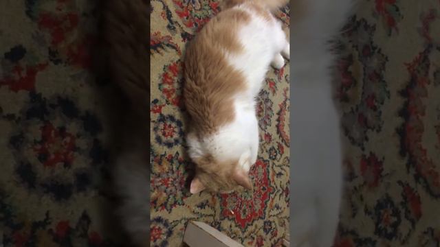 Кот и маслины смотреть онлайн