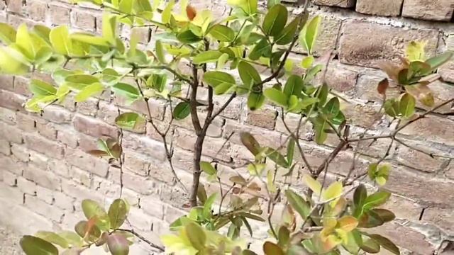 carissa grandiflora /natal plum /karonda care fertilizer propagation AAA смотреть онлайн