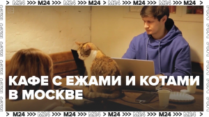 Кафе с ежами и котами в Москве — Москва24|Контент