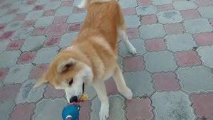 Будни с собакой / Акита ину играется / Милый щенок