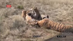 TIGER KILLS TIGER AND EATS IT - BRUTAL REAL FIGHT TO DEATH