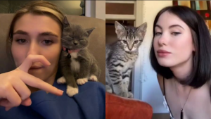 Милые и смешные видео с котятами - лучшая подборка с котиками - март 2022 - ч.1