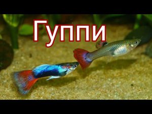 Гуппи. Содержание, разведение, кормление и уход.
