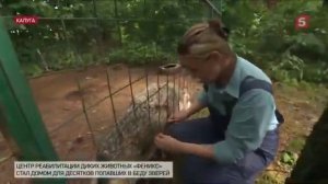 Доктор Айболит: учительница биологии создала центр помощи для диких зверей