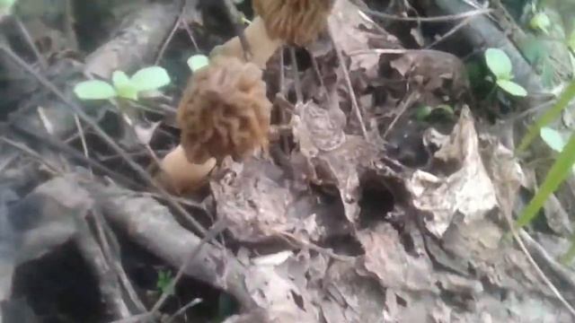 Сморчки в Киргизии смотреть онлайн