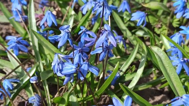 ПРОЛЕСКИ - Целая Поляна Цветов