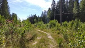 Начало августа: поездка за колпаками (не удалась).