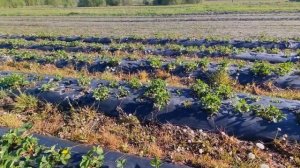 БЕЗ ЭТОГО ВАША КЛУБНИКА ВЫМЕРЗНЕТ / ПОМЕРЗНЕТ И ВЫ ОСТАНЕТЕСЬ БЕЗ УРОЖАЯ