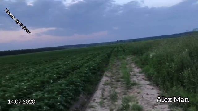 Полив картофеля. На больших плантациях на полях города Городца . 14.07.2020 смотреть онлайн