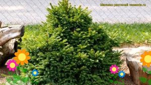 Ель обыкновенная Барри. Краткий обзор, описание характеристик picea abies Barryi