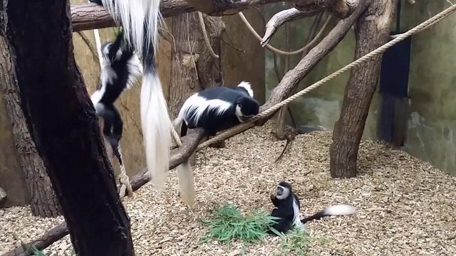 Пражский зоопарк-Гверецы(Колобусы) смотреть онлайн