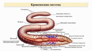Тип Кольчатые черви. Тема 9. Малощетинковые черви. Среда обитания, внешнее и внутреннее строение