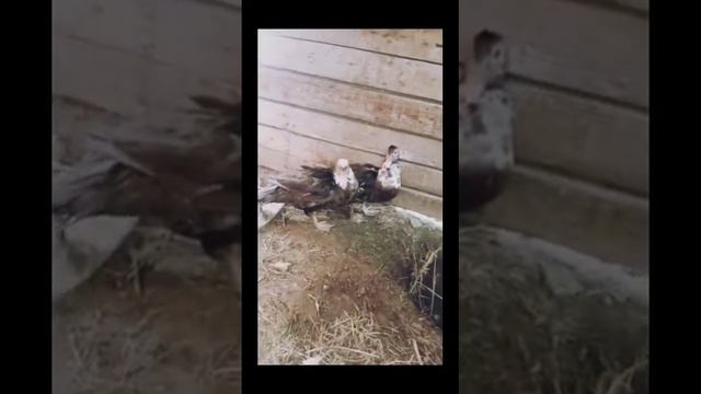 Индаутка асырау туралы видео көріңіз смотреть онлайн