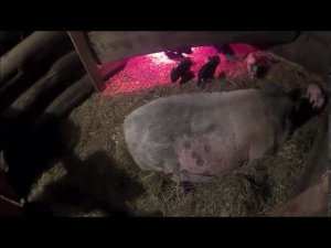 Вьетнамские свиньи / Начало новой жизни /Деревенская жизнь