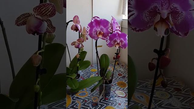 Гигант Орхидея Виктория 12см цветы #орхидея пелор Аркадия 9см цветы# смотреть онлайн