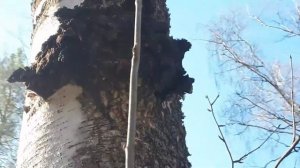 Как выглядит березовый кап, сувель, чага и трутовик