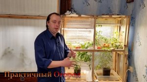 Фитолампа против обычной лампы! Где вкуснее помидор!?