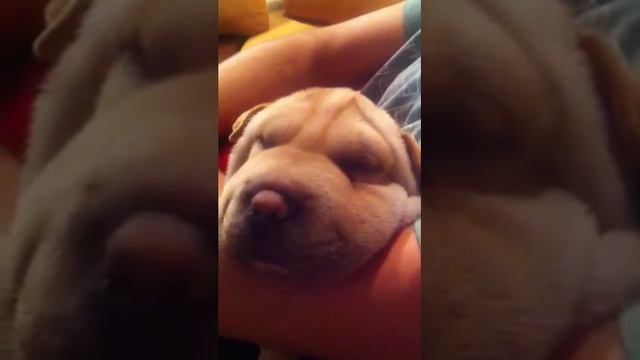 Собака Шарпей храпит во сне как человек смотреть онлайн