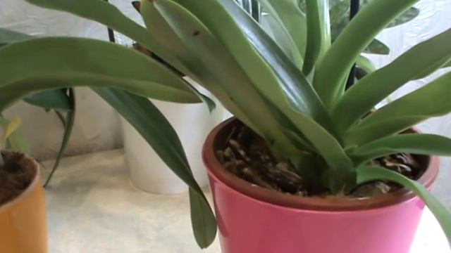 Обувная полка! Пафиопедилум! смотреть онлайн