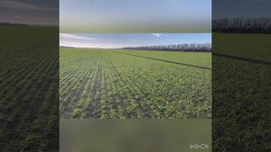 Ноябрь 2022. Питомники размножения озимой пшеницы Бумба и Алексеич. Телеграмм канал : Фугустим.