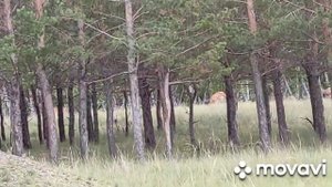 2022 08 РК Боровое Бурабай !! 4 !! Маралы !! Олени !!