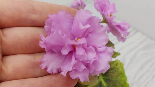 Фиалка АВ-Поющие Пески