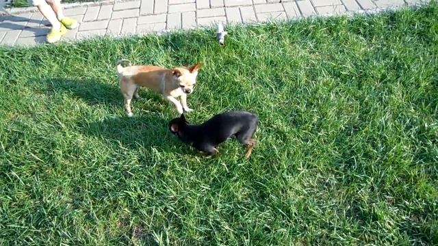 VLOG: Трехдневный влог / С Лизой и Георгием 2 дня / Дети купаются смотреть онлайн