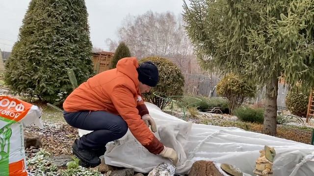 Укрытие крупнолистной садовой гортензии
